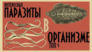 У ВАС ВНУТРИ НЕЧТО! Паразиты в организме ТОП 5