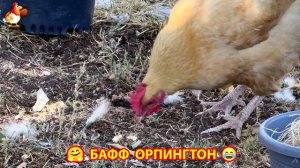 Куры Бафф Орпингтон ласковые золотые несушки❣️🤗😂 (127)