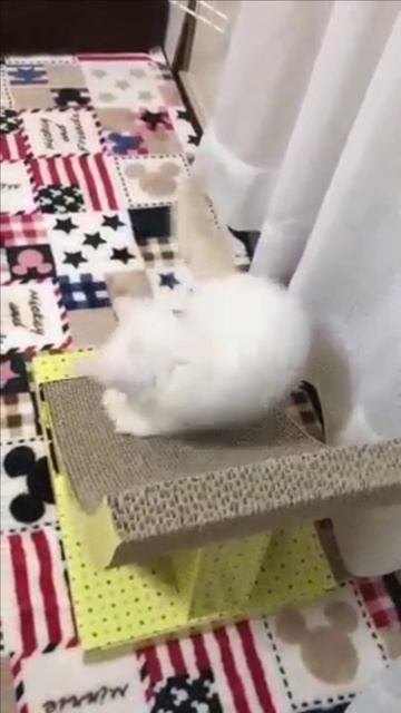 Маленький белый котенок смотреть онлайн