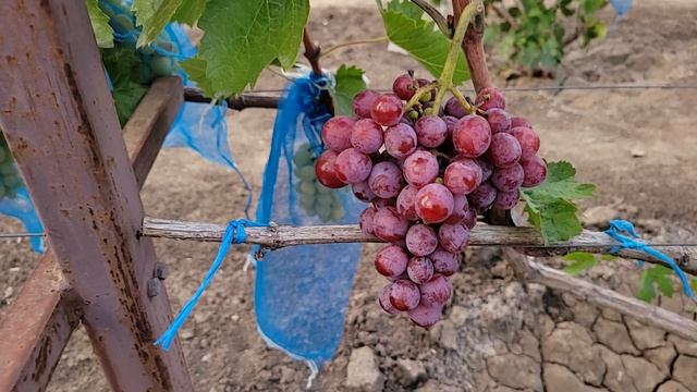 СУПЕР НОВИНКА К-Ш !!! 55-4Т-10 (Калугин В.М.). смотреть онлайн