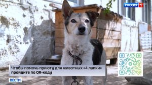 Приют 4 лапки сегодня