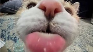 Смешные видео с кошками и собаками (Подборка №47)