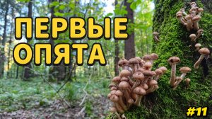 СБОР первых ОПЯТ в конце августа. Встретил КРАСНОКНИЖНЫЕ ГРИБЫ. Разведка новых грибных мест #11