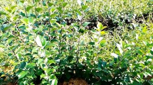 карликовый подвой для яблони Б 7 35