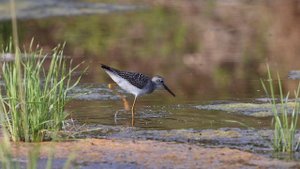 Желтоногий улит