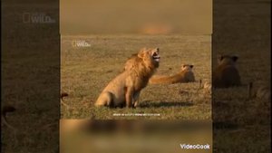 кот, лев и собака.