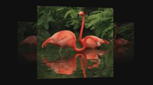 Edvin Marton Monte Carlo Orchestra Fireworks - Любви творенье