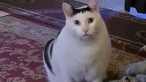 Смешные видео с кошками и собаками (Подборка №44)