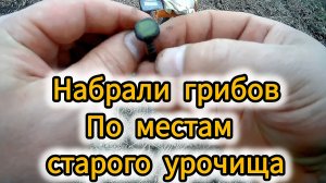 По местам старого урочища:Набрали грибов