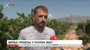 Берба грожђа у пуном јеку