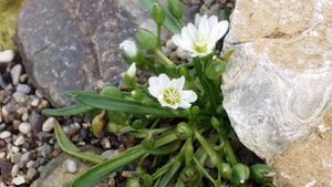 Очарование белых цветов  Музыка И  Двуреченский  Очарование