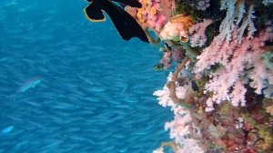 Fam Jetty. Platax pinnatus. Large Juvenile.