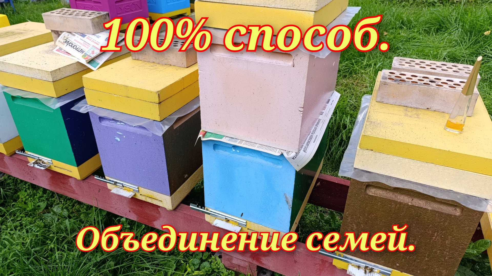 Лёгкий способ объединения пчелосемей осенью.Пчёлы без матки. смотреть онлайн