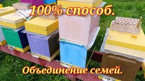 Лёгкий способ объединения пчелосемей осенью.Пчёлы без матки.