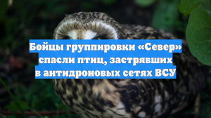Бойцы группировки «Север» спасли птиц, застрявших в антидроновых сетях ВСУ