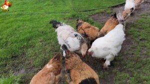 Цыплята и Курочки селяночки лучшие беспородные несушки 🥚 (284)