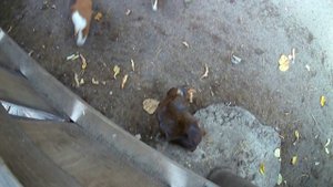 #морскиесвинки #кроли #хрюша