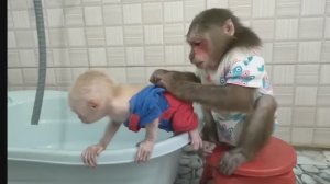 Обезьянка МАЛЕХА сама купает БУКАШКУ кроху Раздела сняла памперсы а воды нет СМЕШИНКА