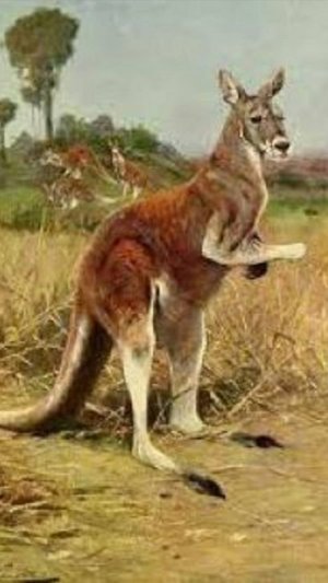 Попрыгунчики Кенгуру 🦘 #Shorts