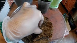 Подарили мне вот такой цветочек.Пересаживаю.