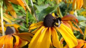 Шмель-танцор.