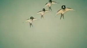 ПОЛЁТ ПТИЦ