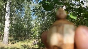 Шкатулка на березе с яблоками. Сентябрь 2025