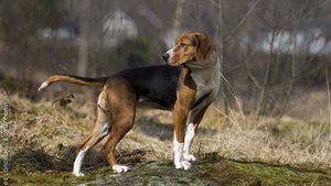 ФИНСКАЯ ГОНЧАЯ ГОТОВИМСЯ К СЕЗОНУ ЗАЯЦ БЕЛЯК ЗОНА НАГОНКИ