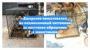 Джарахов пожаловался на подмосковный питомник за жестокое обращение с животными