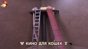 Видео для кошек про крысок развлекать питомцев 🐭🐀😂 (310)