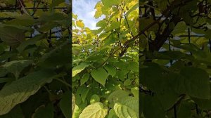 актинидия в ЛенОбласти