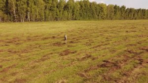 Проверка сена полет на квадрокоптере. Деревня Окунево. Заготовка кормов на зиму.