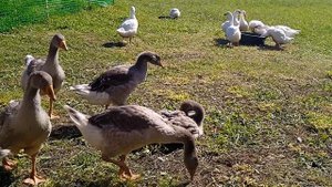 гуси домашие