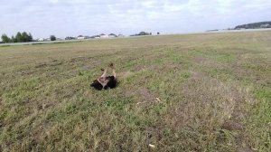 07.09.2025 Мишка. Утро