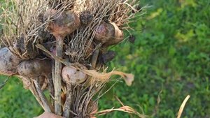 Мои 6 соток 27 июля 2025 года. Убираем лук