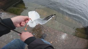 РЫБАЛКА НА ОКУНЯ И ЧАЙКУ😁😁😁 #спиннинг