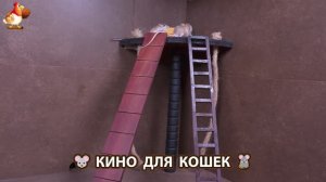 Видео для кошек про крысок развлекать питомцев 🐭🐀😂 (311)
