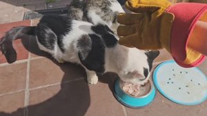 кототигры тоже учатся в школе, уже отличники!