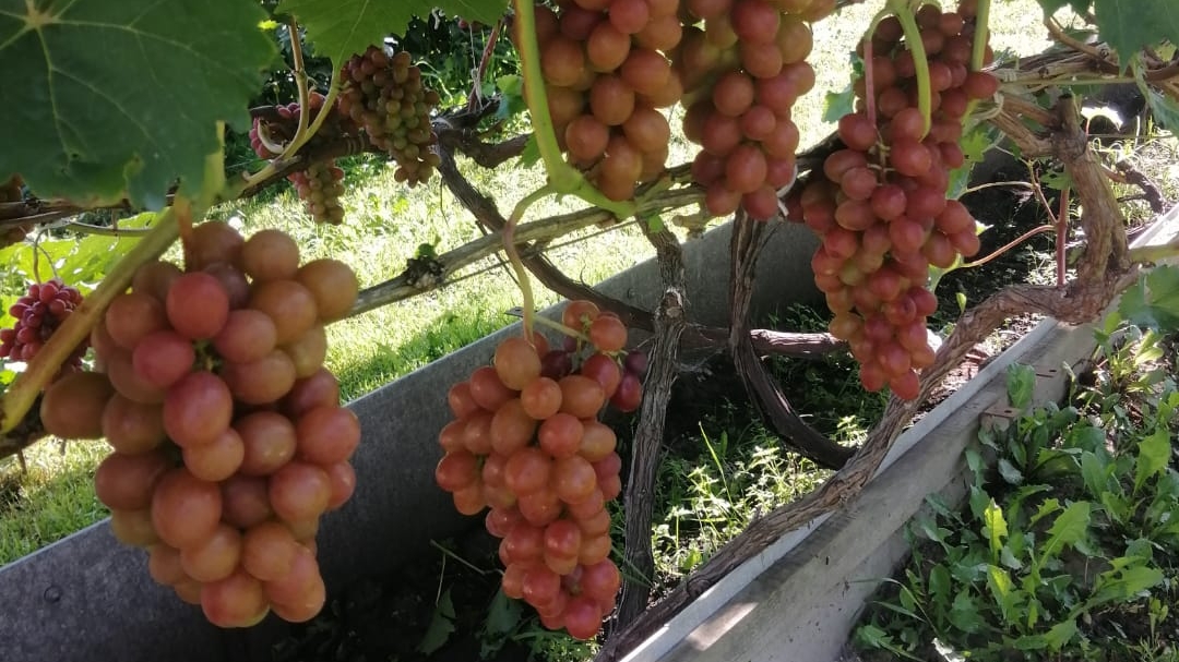 Виноград в открытом грунте на 06.09.25г. Последние грозди и вызревание лозы. смотреть онлайн