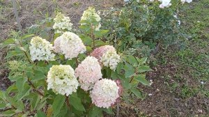 А вот и я новинка 2022г Бонфаер. Гортензия компактная , но с огромными соцветиями и шикарным цветом.