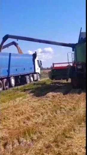 🌾🚜 Уборка урожая пшеницы 2025 года в самом разгаре! Свежесть и высокое качество гарантированы!