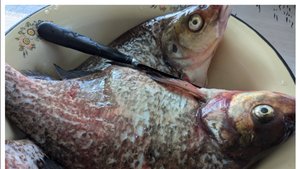 Результат рыбалки, делали тушёнку и томатный сок.