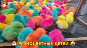 Цыплята и утята милые пушистики растут на радость хозяину (79)