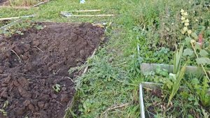 Мои 6 соток 6 сентября 2025 года. Начали выкапывать картошку, пересаживать клубнику