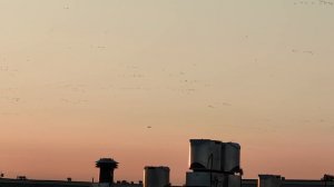 Немного закатных чаек