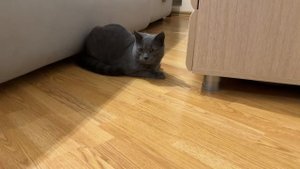 Моя новая мышка, дрыгаеться на месте, я за ней накблюлаю и мне очеень интересно) завтра увдимся))))