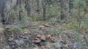 Альтернативка 2025