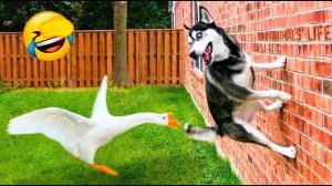 Смешные видео с кошками и другими животными (Подборка №57)