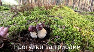 Прогулки за грибами. Продолжаю собирать цыганки.  Появились первые белые.