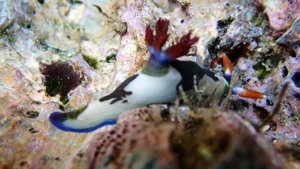 Nembrotha chamberlaini.